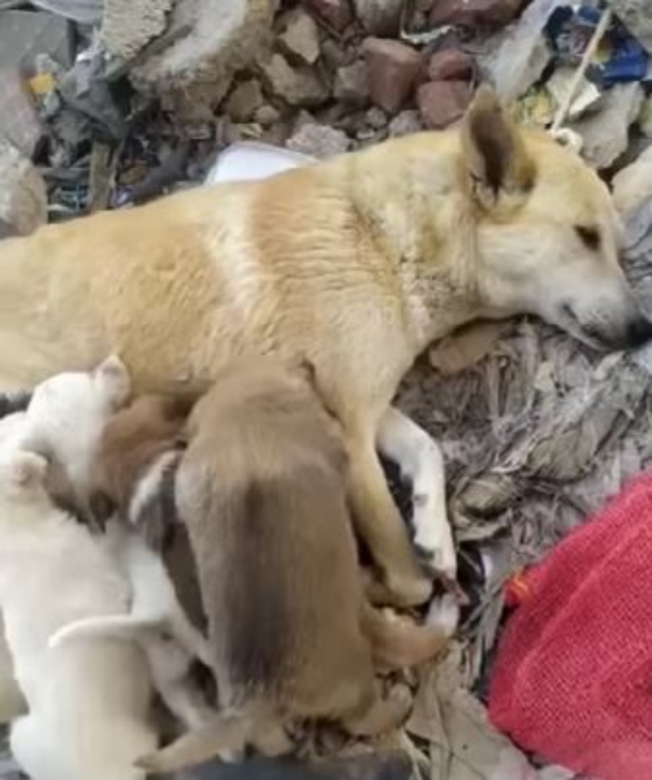 Una mamma cane randagia con i suoi cuccioli
