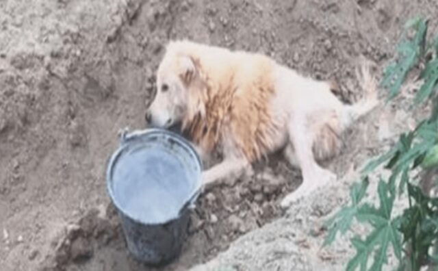 Lo hanno crudelmente abbandonato in una fossa: questo cane, però, non voleva rinunciare alla vita (VIDEO)