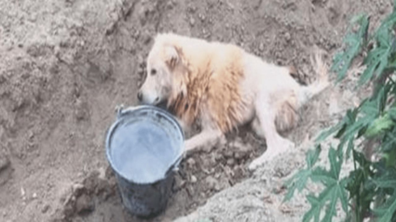 cagnolone in difficoltà