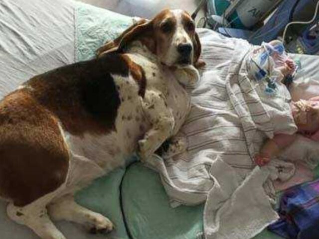 cane con neonato tra le coperte