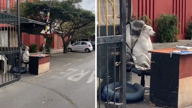 Non si fa sfuggire nulla: questo cane sostituisce il papà umano che fa il vigilante e conquista tutti