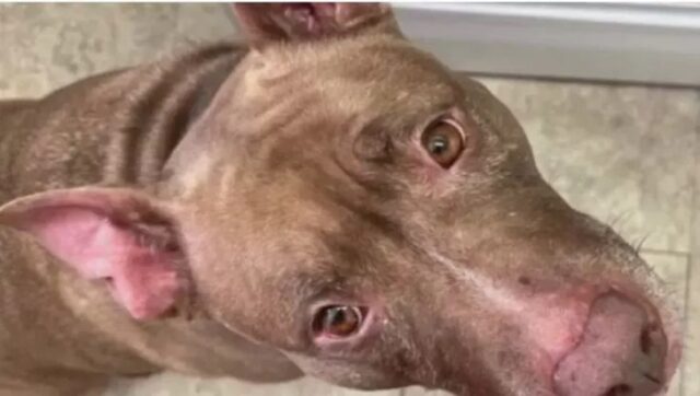 Cane addormentato per sempre: volevano salvare Marley con una petizione