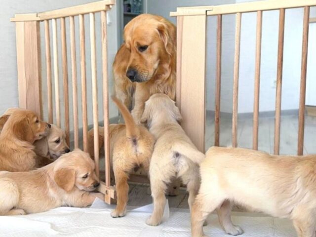 Il papà Golden Retriever fa sciogliere i cuori di tutti quando cerca di badare ai suoi cuccioli