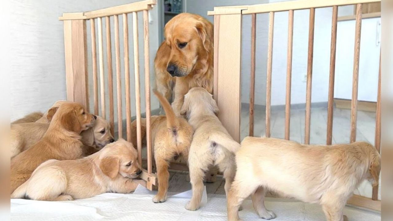 cane adulto circondato da cagnolini