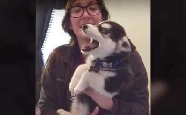 Un Husky scioglie i cuori di tutti grazie al suo modo di conversare, adorabile e intenso (VIDEO)