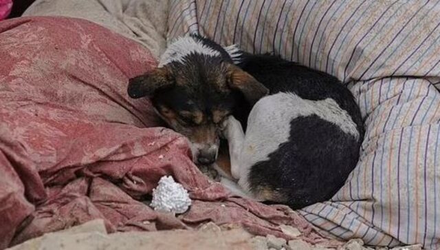 Accucciato fra le macerie, immerso nel dolore: il cane aspetta i suoi proprietari scomparsi