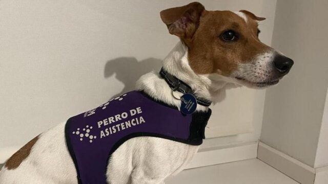 Cane avverte il proprietario quando sta per arrivare una crisi diabetica