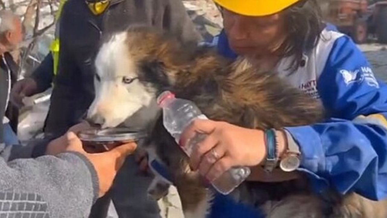 cane bene dell'acqua da una ciotola 