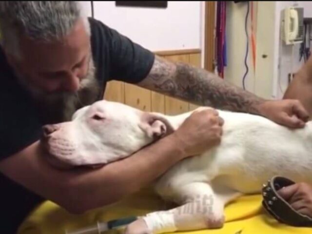 Si dicono addio dopo 14 anni: quest’uomo e il suo cane erano legatissimi, il saluto è straziante