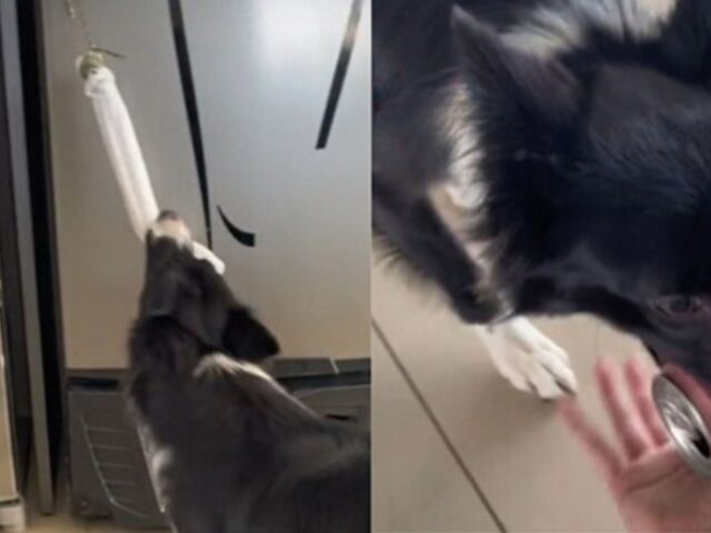 Il Border Collie impara una cosa molto molto importante: come portare la birra alla sua padrona