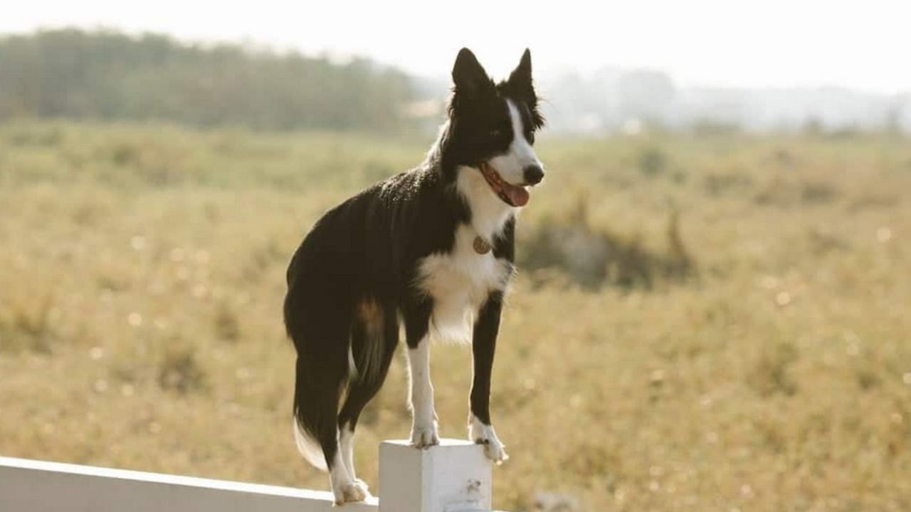 cane sulla staccionata