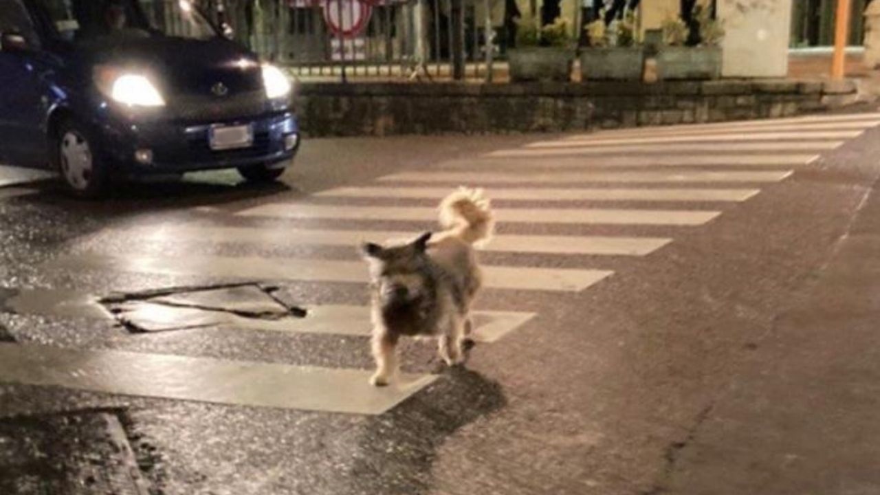 cane marrone di notte