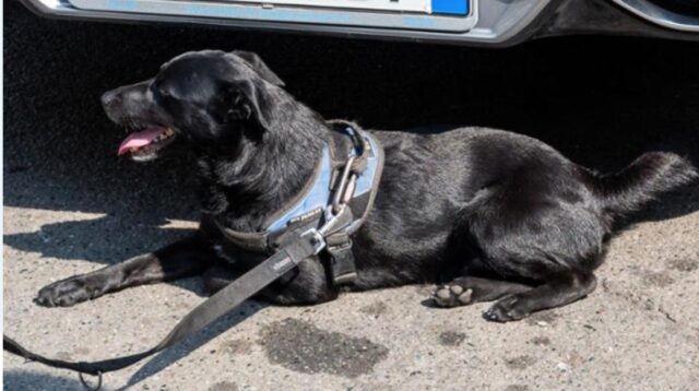 Quark, il cane che ha vegliato la bara della sua mamma umana e ha voluto dirle addio