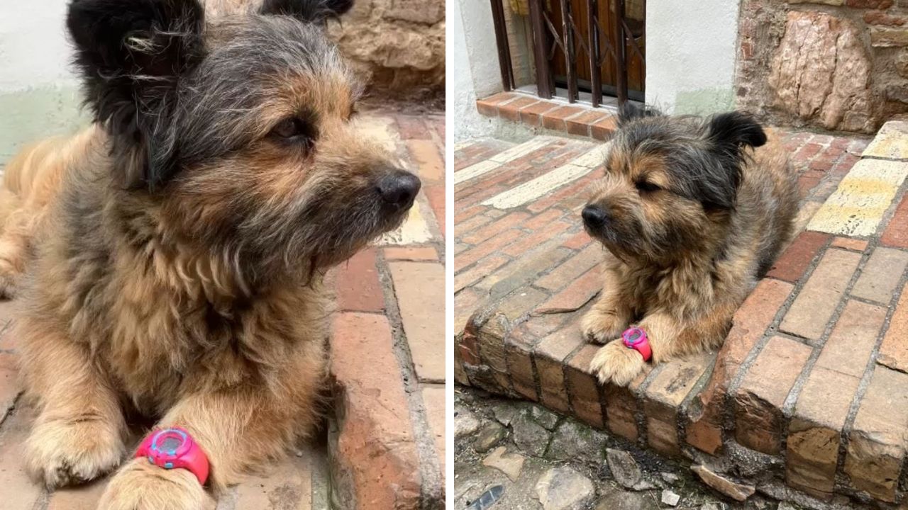 cane con accessorio al polso