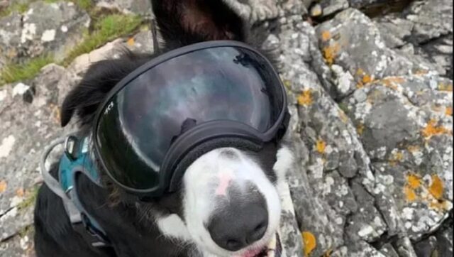 Vi presentiamo Gus, il cane cieco che può nuotare grazie all’uso di occhiali molto speciali