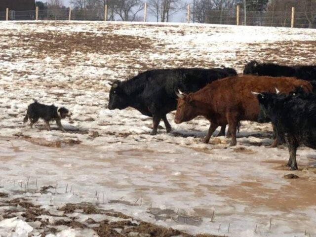 Questo Border Collie prende molto seriamente il suo ruolo, allevando una mandria indisciplinata