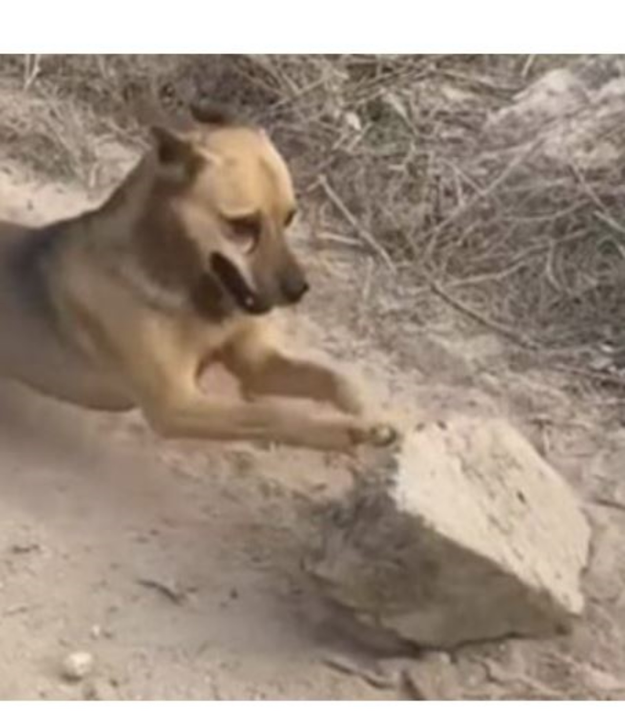 Un cane marroncino gioca con una pietra