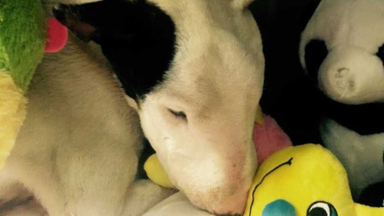 cane bianco e nero dorme con dei pupazzi 