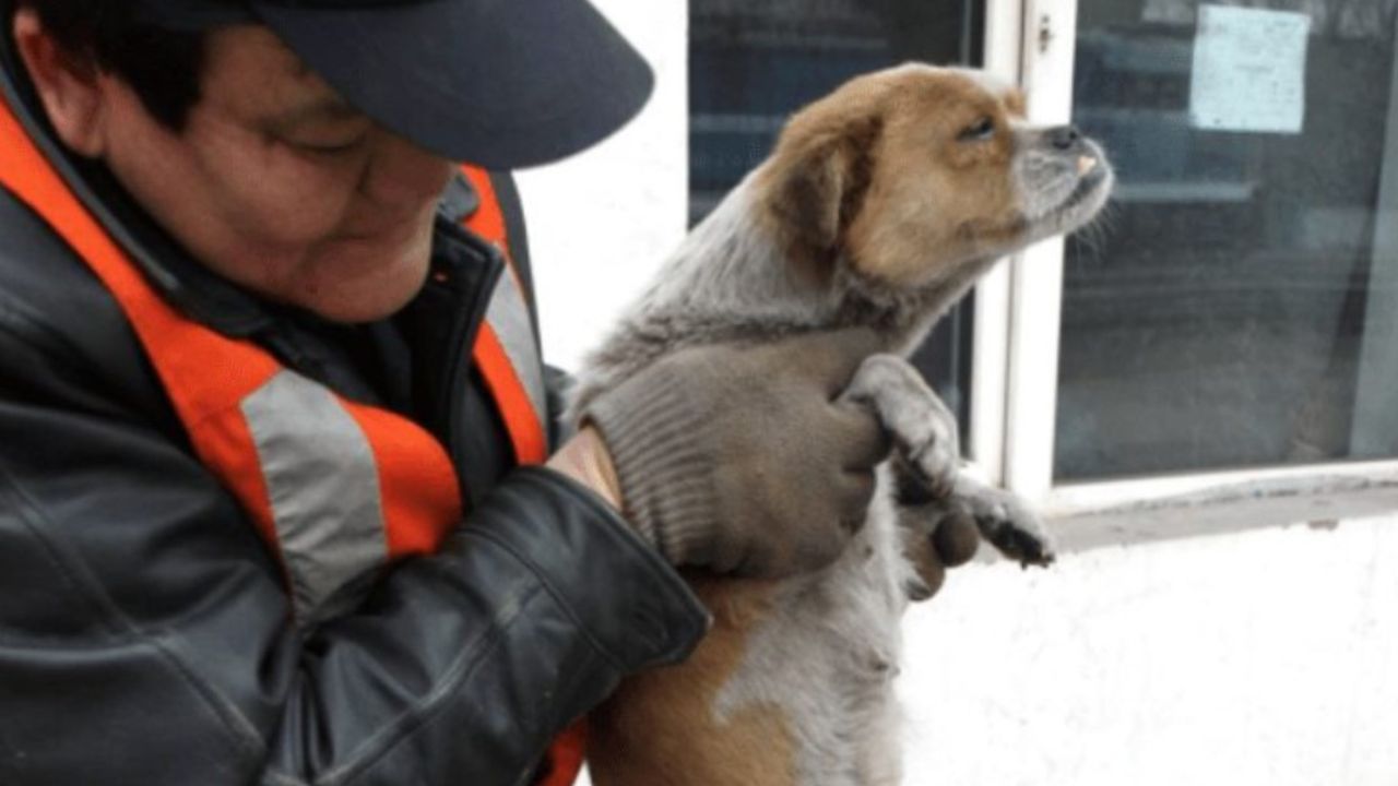 uomo tiene in braccio un cane