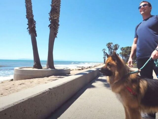 Un cane adottato dopo una vita in strada ha una reazione speciale quando vede la spiaggia e il mare