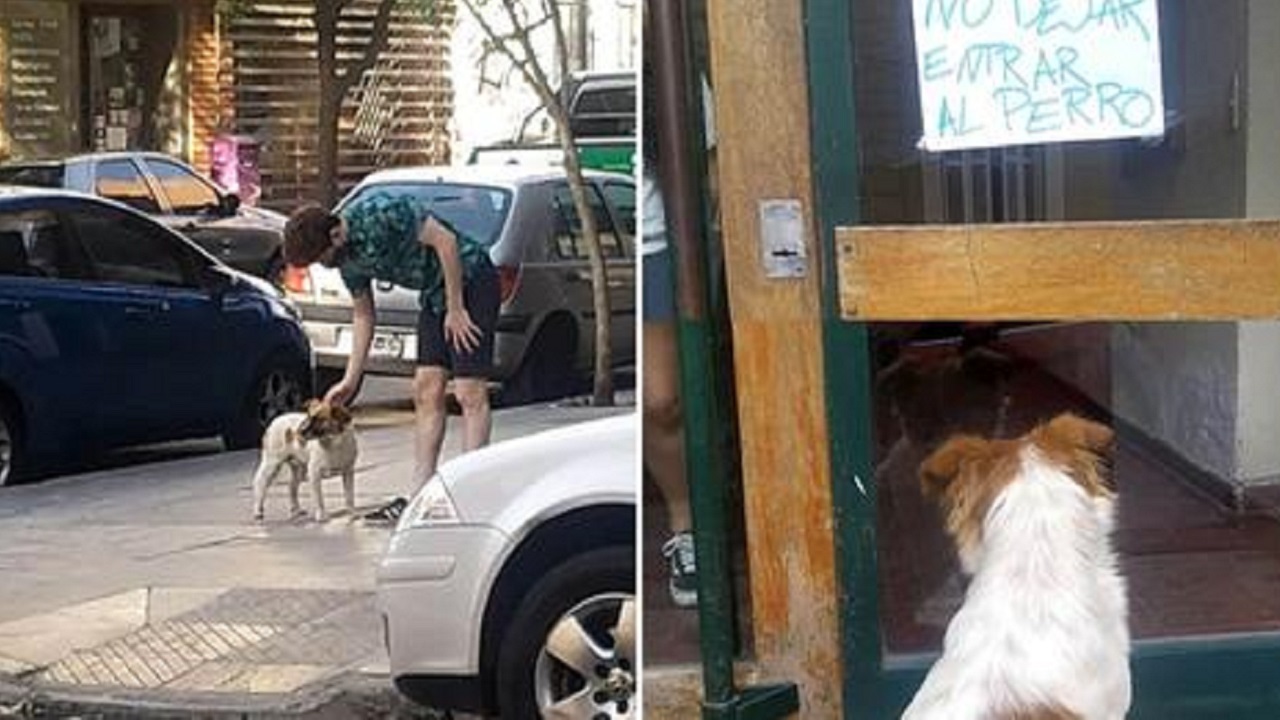 cane davanti al cartello