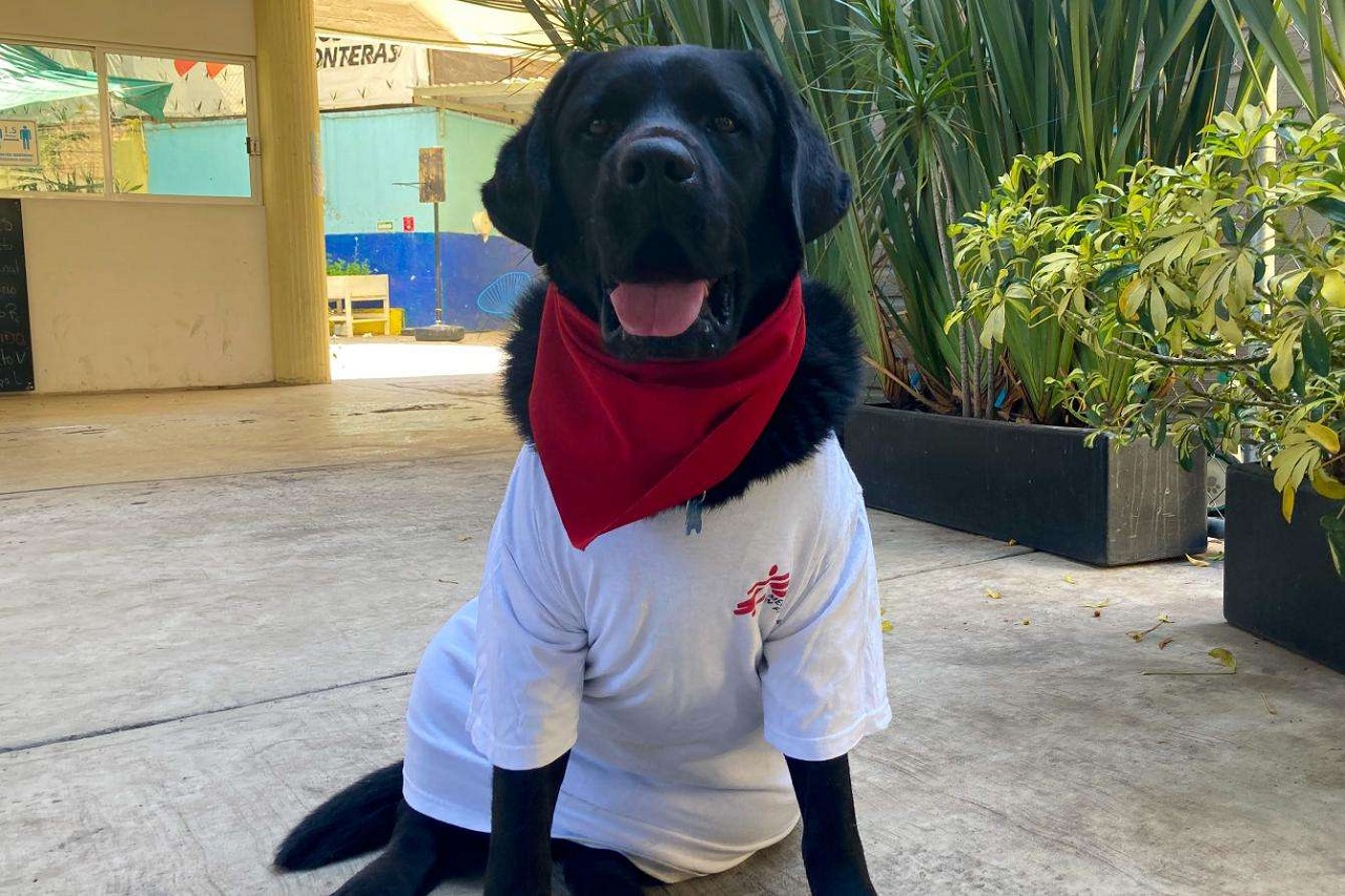 Labrador nero con una t-shirt