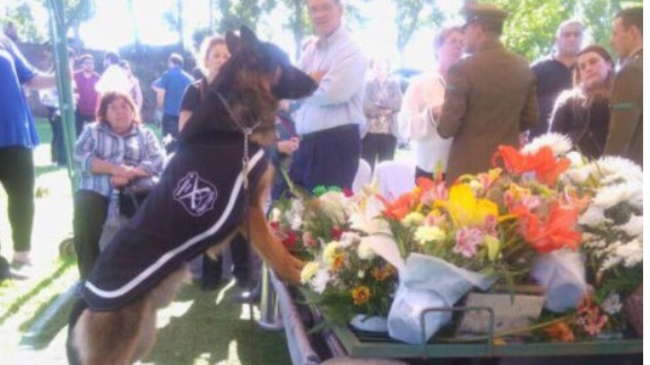 cane circondato da persone