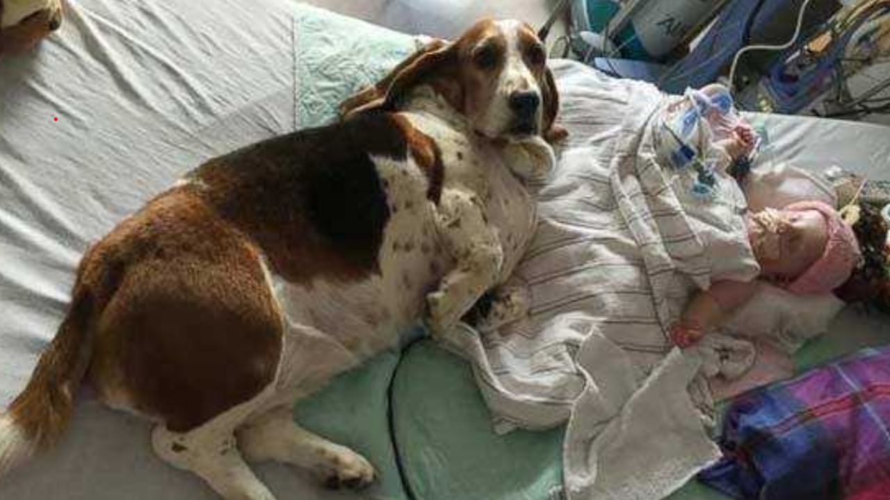 bambino col cappello che dorme vicino ad un cagnolino