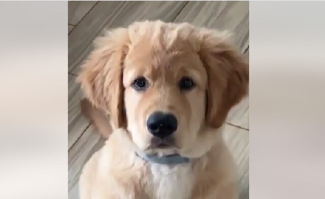 Questo cane è diventato famoso dopo aver compiuto un gesto che ha messo a rischio la sua vita