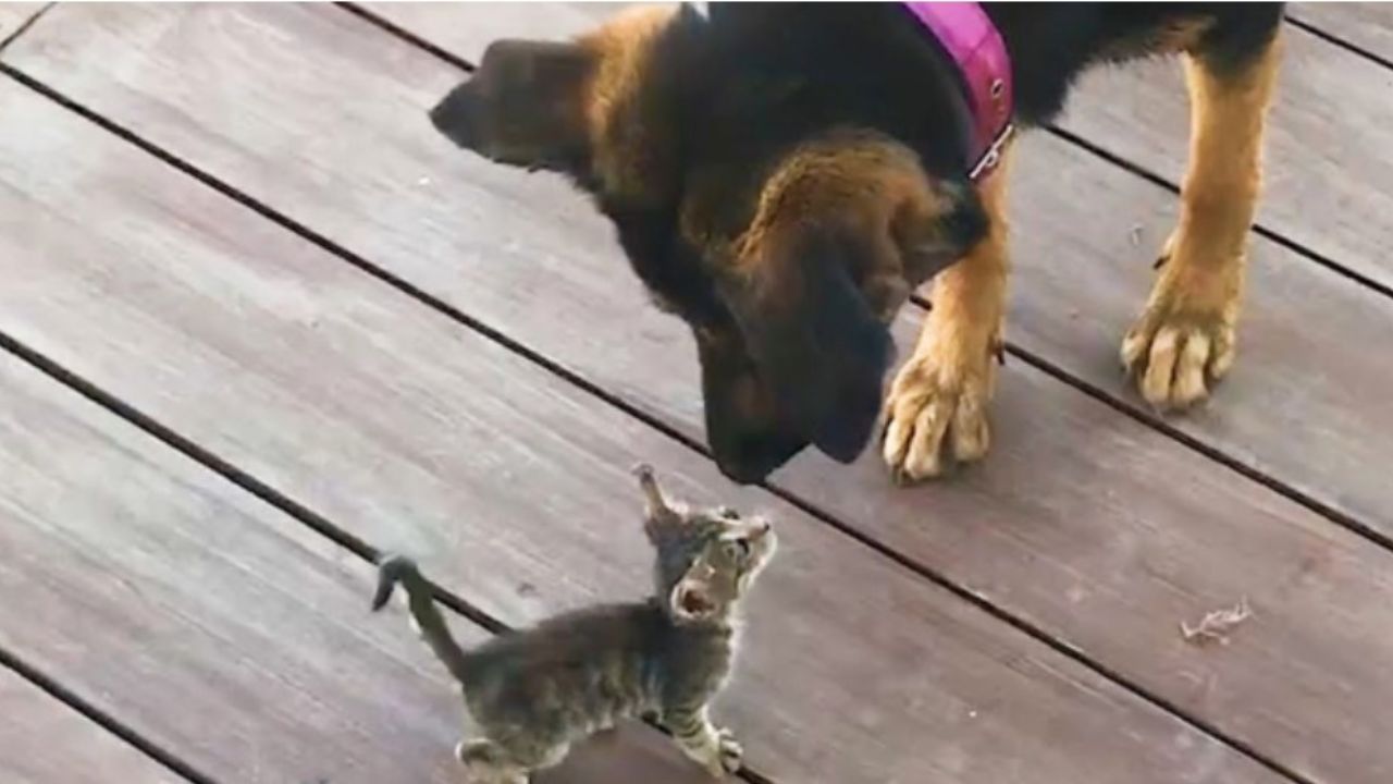 cane e gatto si annusano 