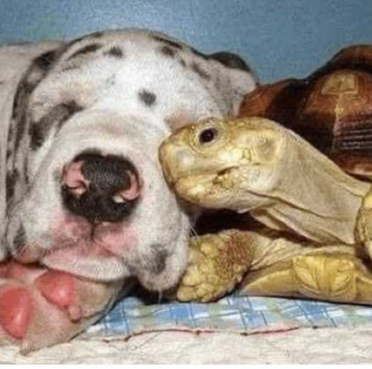 Una tartaruga con un cane