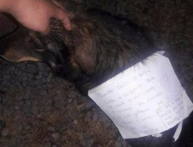 Il cane entra nel pollaio e mangia le uova delle sue galline: il “derubato” trova una divertente soluzione