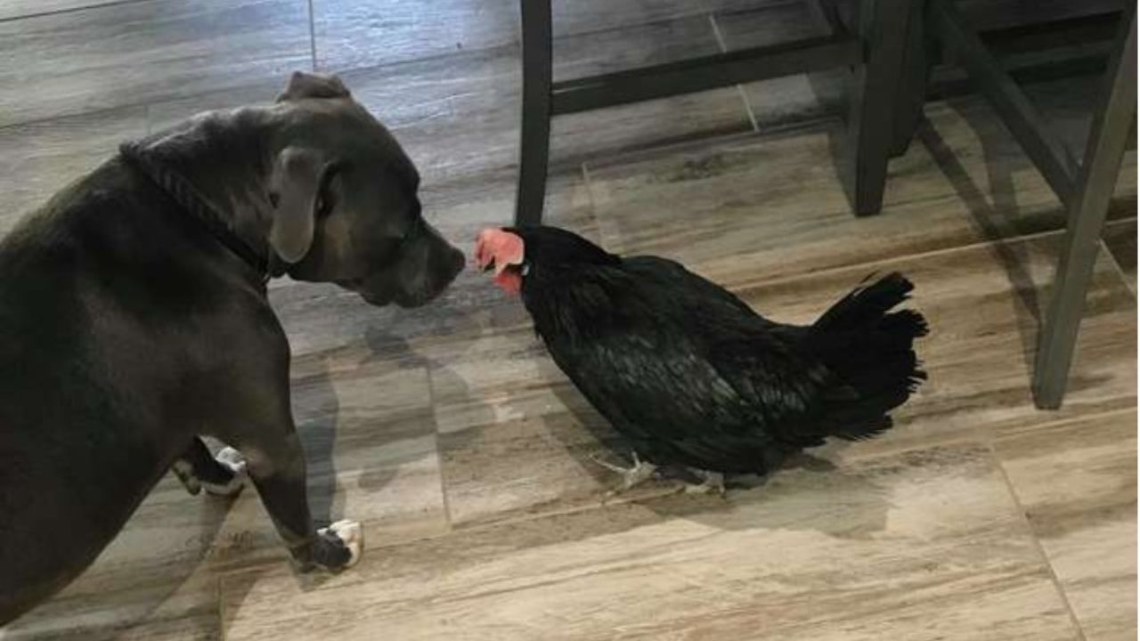 Pitbull nero con gallinella nera