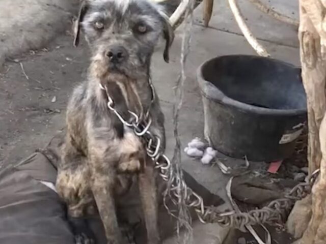 Una donna convince il cattivo padrone a dargli il suo cane e i cuccioli, che teneva sempre legati