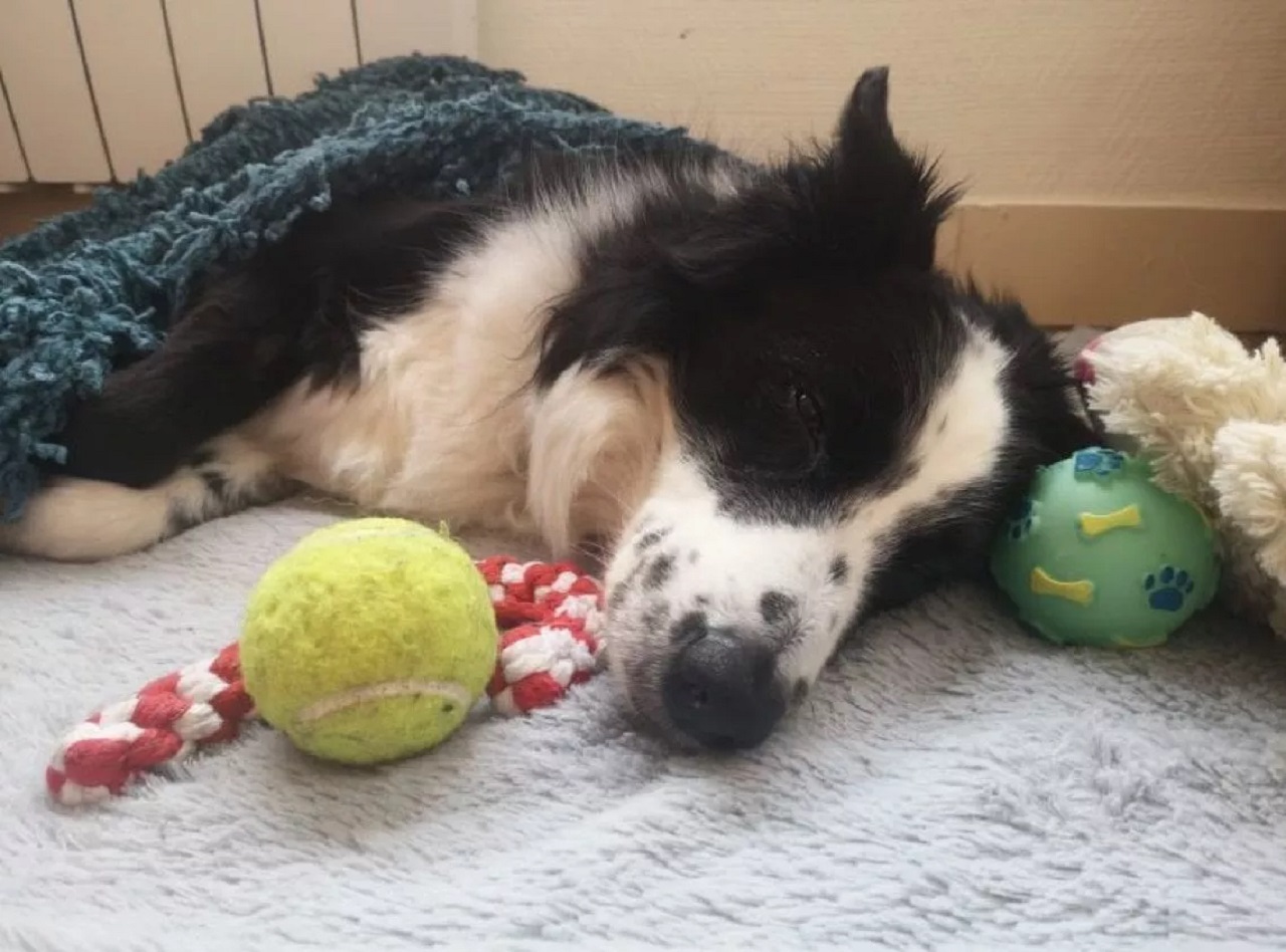 Cane con la sua pallina