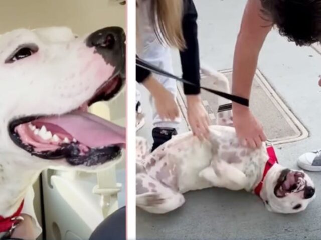 Un Pitbull abbandonato e ferito rivela il suo vero carattere quando trova l’umano perfetto per lui