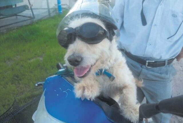 Il suo cane è malato e a rischio, così quest’uomo lo porta con sé in moto ogni giorno