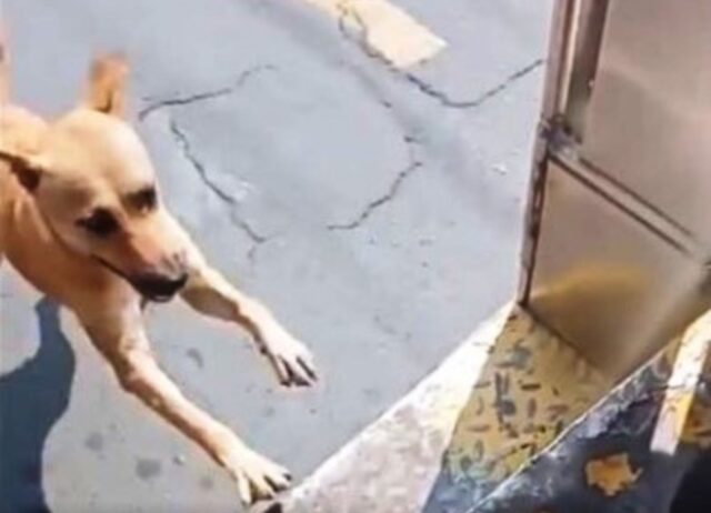 Il cagnolino insegue un autobus perché vuole fortemente che l’autista lo adotti