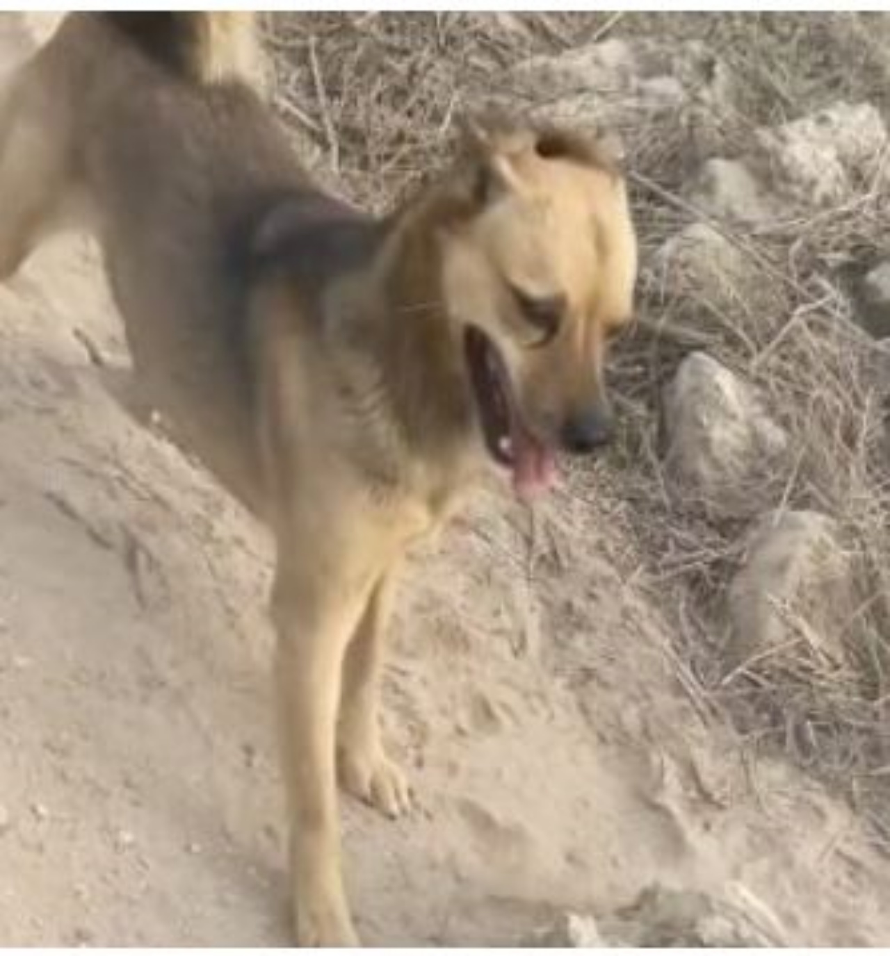 un cane sta giocando con una pietra