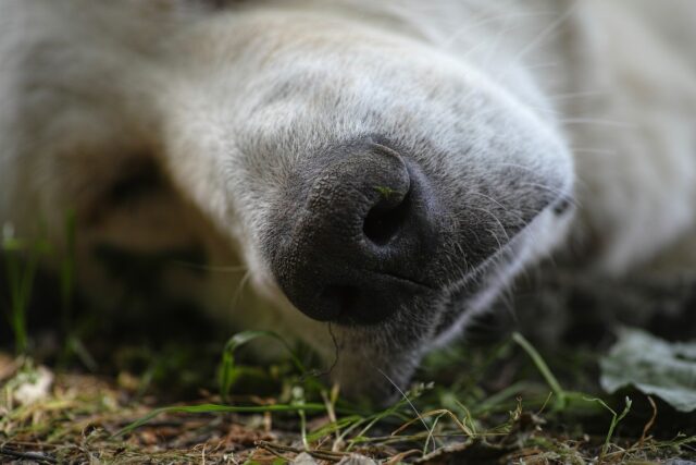 Il suo cane muore, non le concedono neanche un giorno per piangerlo: lei si dimette