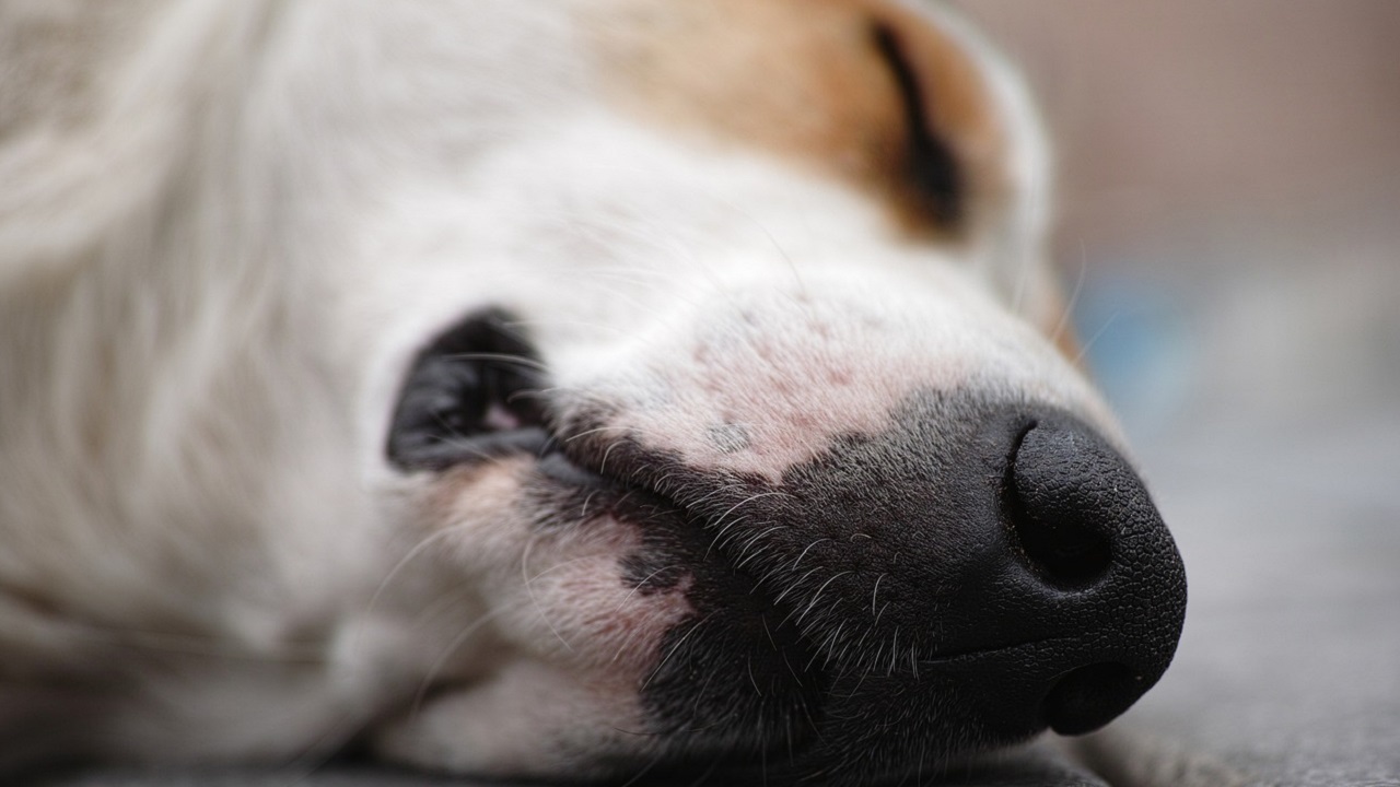 Cane sdraiato per terra