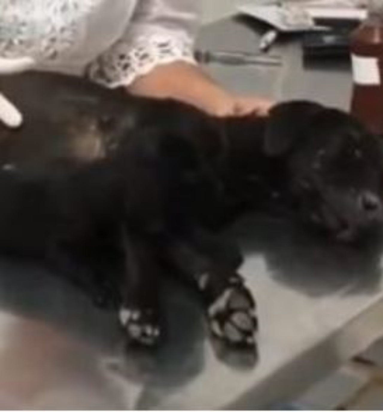 Un cane nero dal veterinario