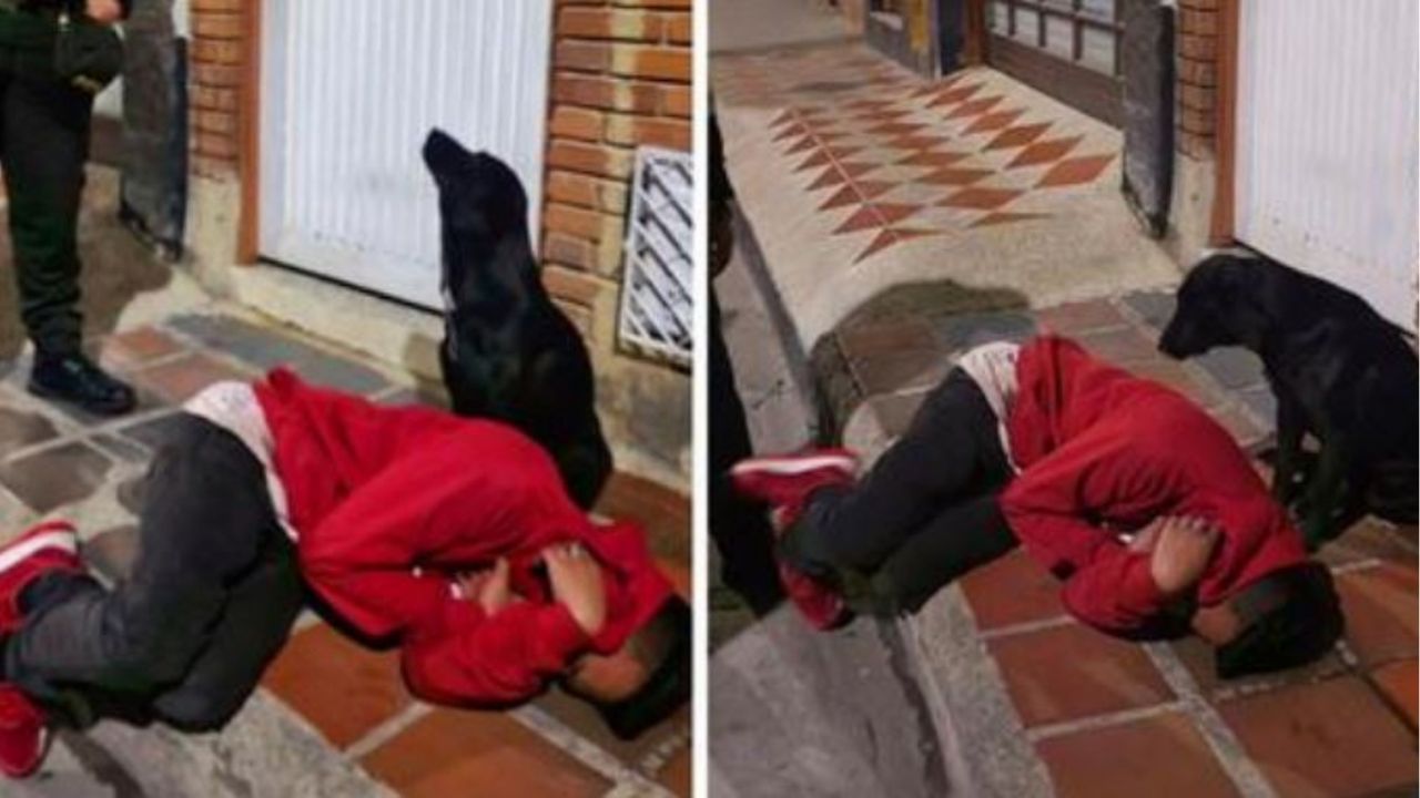 Un cane nero fedele al suo proprietario non lo lascia solo