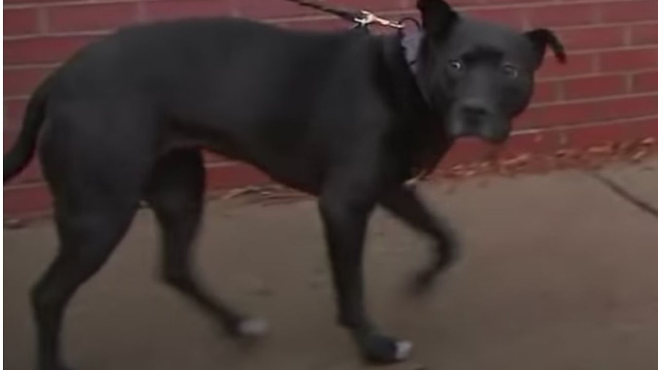 cane nero al guinzaglio