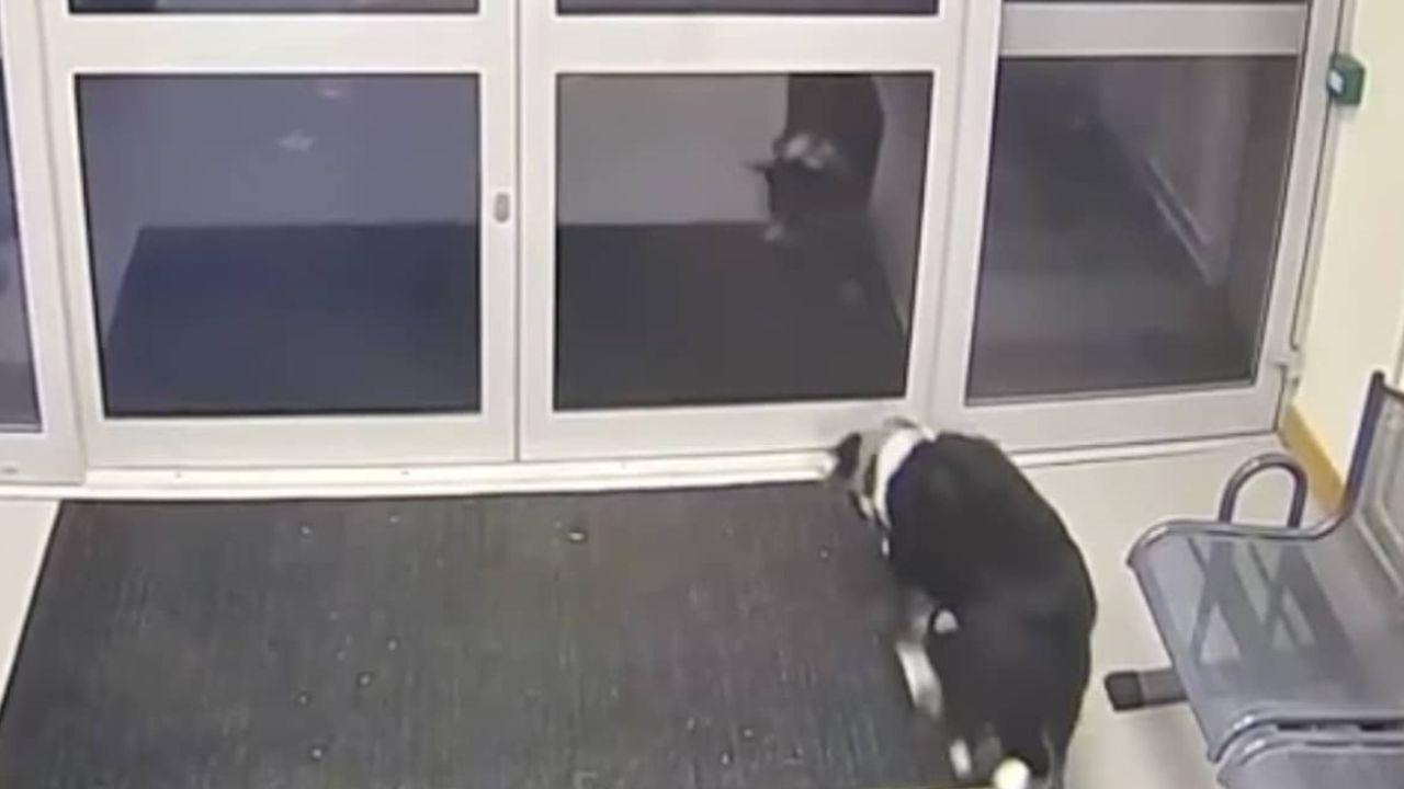 cane passeggia nell'atrio 