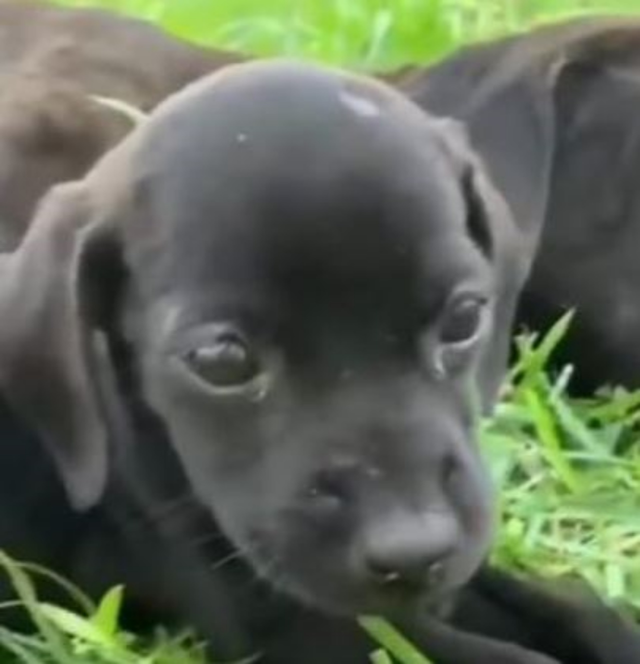 Un cucciolo di cane dal mantello nero