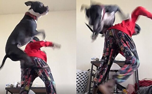 Il suo padrone registra un balletto, ma il cane ci tiene proprio a dimostrare di essere il protagonista (VIDEO)