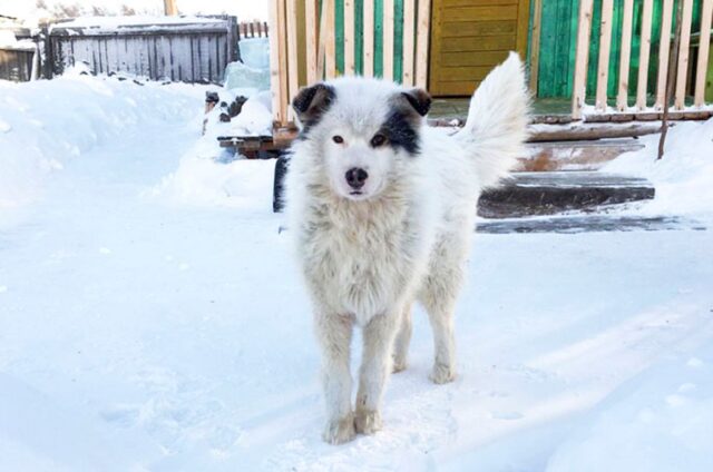 Cane bianco e nero nella neve
