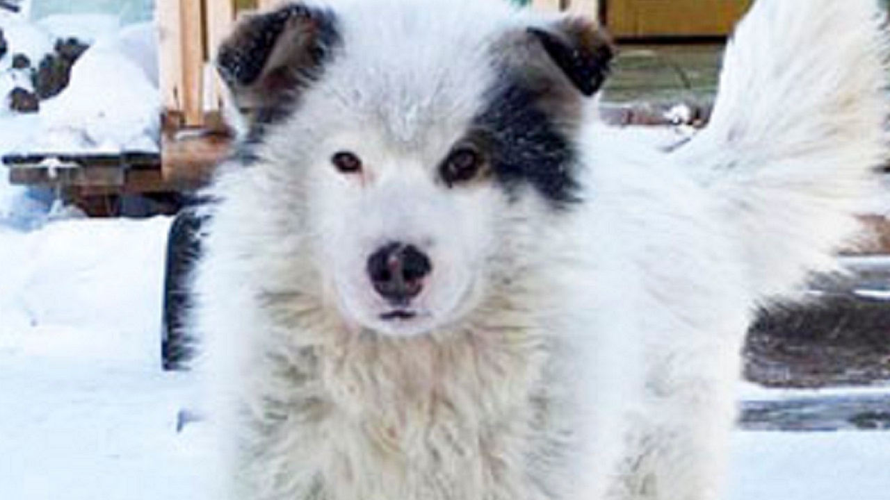 Cane bianco con macchie nero sul volto