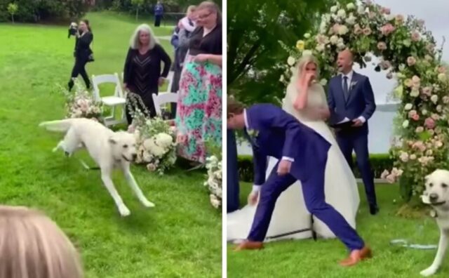 Il Labrador viene proclamato testimone dopo che ha quasi rovinato il matrimonio dei suoi genitori